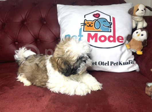 Pet Mode Köpek Çiftliğinden Shih_Tzu Yavrularımız görsel