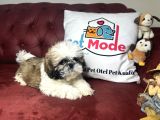 Pet Mode Köpek Çiftliğinden Shih_Tzu Yavrularımız