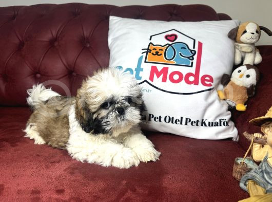 Pet Mode Köpek Çiftliğinden Shih_Tzu Yavrularımız görsel
