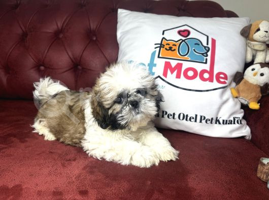 Pet Mode Köpek Çiftliğinden Shih_Tzu Yavrularımız