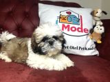 Pet Mode Köpek Çiftliğinden Shih_Tzu Yavrularımız