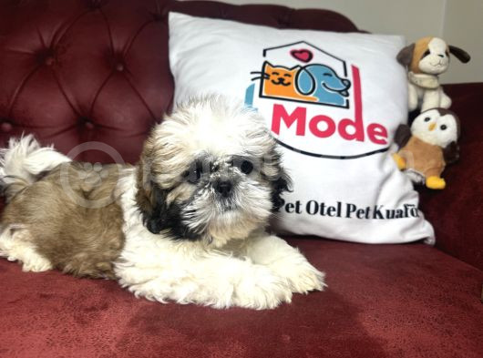 Pet Mode Köpek Çiftliğinden Shih_Tzu Yavrularımız görsel