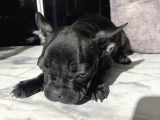 French Bulldog Yavrular