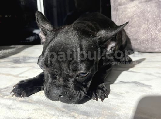 French Bulldog Yavrular görsel