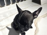 French Bulldog Yavrular