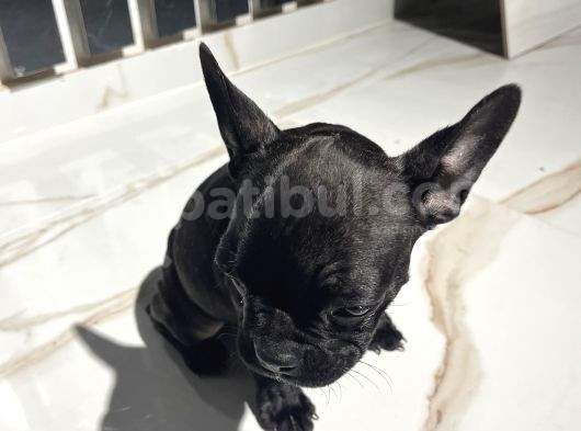 French Bulldog Yavrular görsel