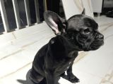 French Bulldog Yavrular