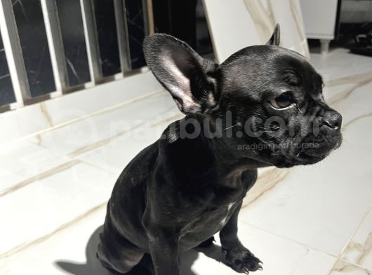 French Bulldog Yavrular görsel