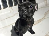 French Bulldog Yavrular
