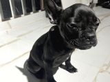 French Bulldog Yavrular