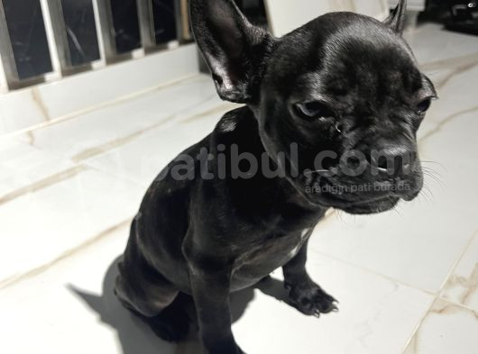 French Bulldog Yavrular