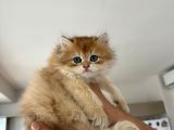 2 AYLIK SAFKAN GOLDEN BRITISH LONGHAIR ERKEK YAVRU