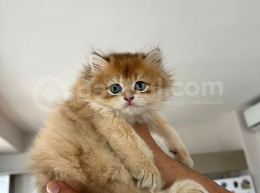 2 Aylik Safkan Golden British Longhair Erkek Yavru