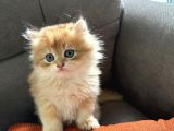2 Aylik Safkan Golden British Longhair Erkek Yavru