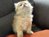 2 Aylik Safkan Golden British Longhair Erkek Yavru