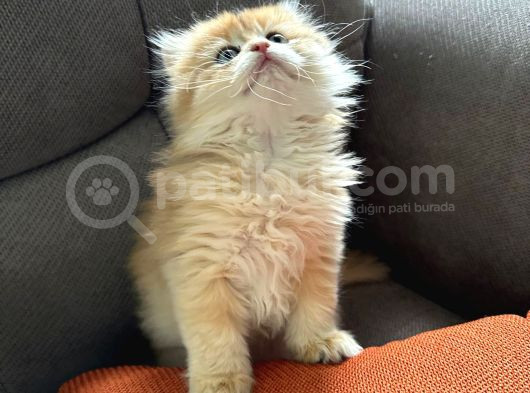 2 Aylik Safkan Golden British Longhair Erkek Yavru görsel