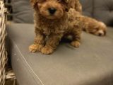 Pet Mode Köpek Çiftliğinden Mini Maltipoo Yavrular