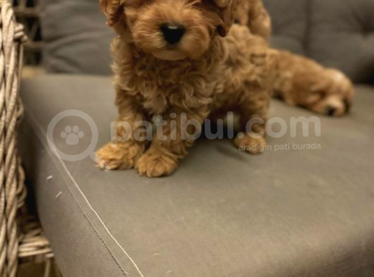 Pet Mode Köpek Çiftliğinden Mini Maltipoo Yavrular görsel