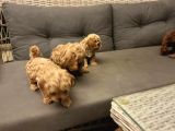 Pet Mode Köpek Çiftliğinden Mini Maltipoo Yavrular