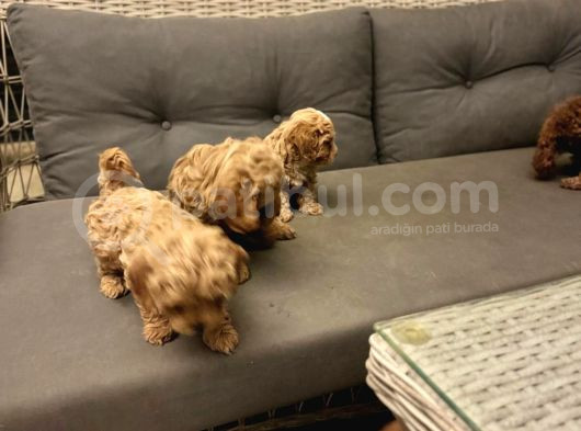 Pet Mode Köpek Çiftliğinden Mini Maltipoo Yavrular görsel