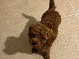 Pet Mode Köpek Çiftliğinden Mini Maltipoo Yavrular