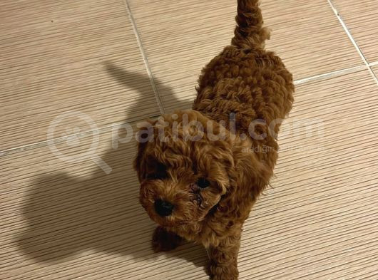 Pet Mode Köpek Çiftliğinden Mini Maltipoo Yavrular görsel