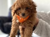 3 Aylık Safkan Toy Poodle Yavru