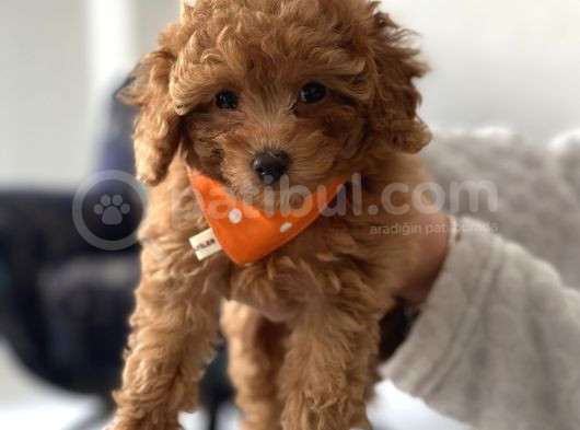 3 Aylık Safkan Toy Poodle Yavru