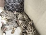 SİLVER-BLACK- cHARCOAL- CHARCOAL PLATİN BENGAL