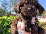 Renk Renk Lagotto Bebeklerimiz