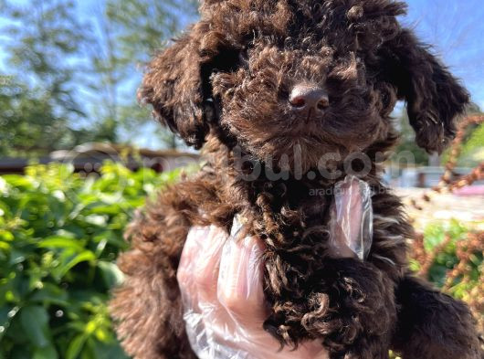 Renk Renk Lagotto Bebeklerimiz görsel