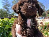 Renk Renk Lagotto Bebeklerimiz