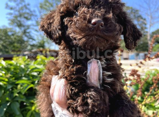 Renk Renk Lagotto Bebeklerimiz görsel