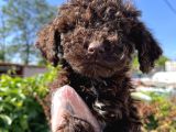 Renk Renk Lagotto Bebeklerimiz