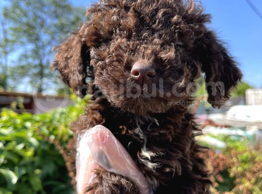 Renk Renk Lagotto Bebeklerimiz görsel