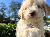 Renk Renk Lagotto Bebeklerimiz