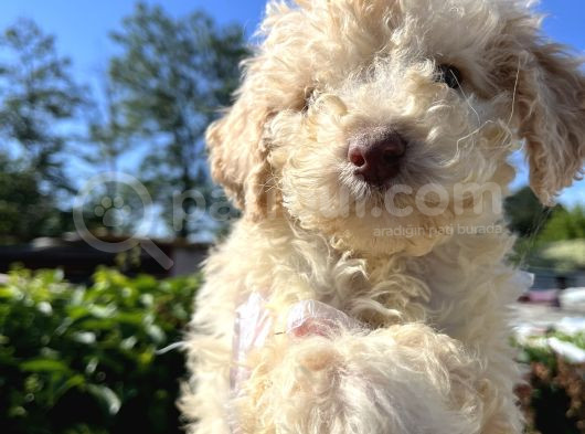 Renk Renk Lagotto Bebeklerimiz görsel