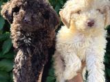 Renk Renk Lagotto Bebeklerimiz
