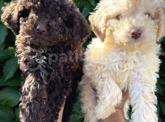 Renk Renk Lagotto Bebeklerimiz görsel