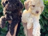 Renk Renk Lagotto Bebeklerimiz