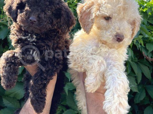 Renk Renk Lagotto Bebeklerimiz