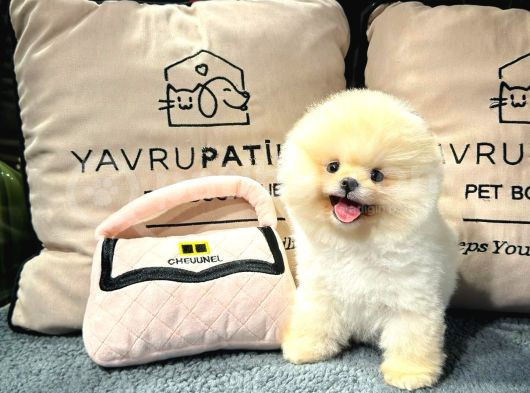Ayı Surat Pomeranian Boo Yavrularımız