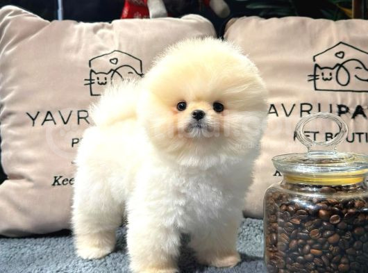 Ayı Surat Pomeranian Boo Yavrularımız görsel