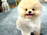 Ayı Surat Pomeranian Boo Yavrularımız