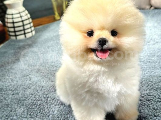 Ayı Surat Pomeranian Boo Yavrularımız görsel