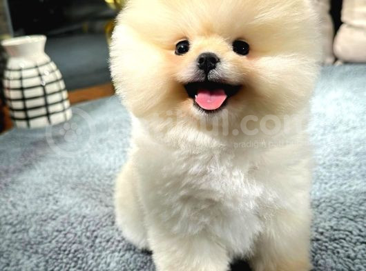 Ayı Surat Pomeranian Boo Yavrularımız görsel