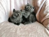 British Shorthair-Blue Point-Golden
