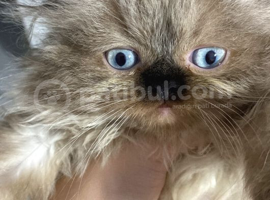 İran Himalayan Cinsi Dişi Erkek Yavrular Yuva Arıyor görsel
