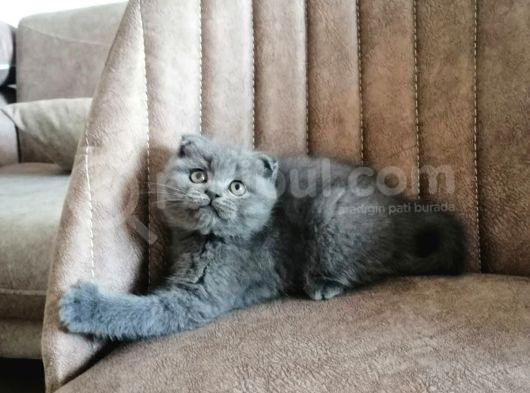British Shorthair-Blue Point-Golden görsel