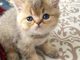 British Shorthair-Blue point-Golden